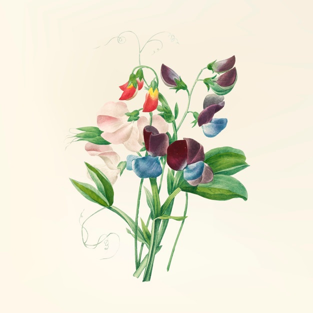 626x626 Sweet Pea Vectors, Photos And Psd Files Free Download