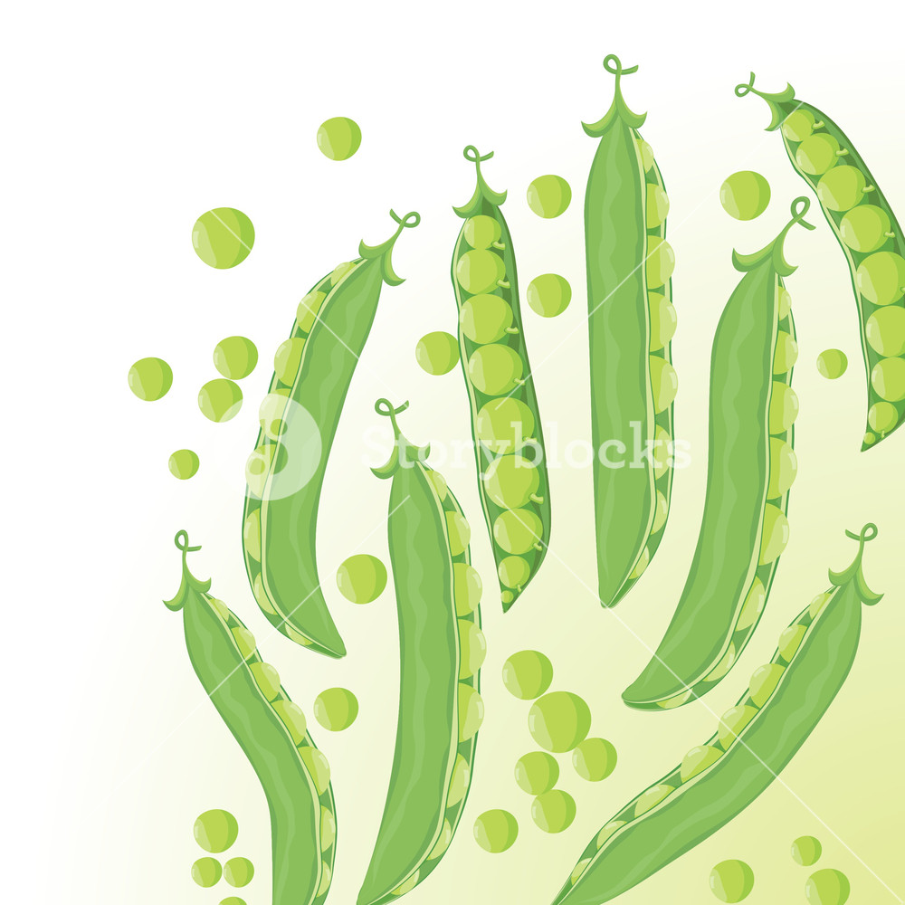 1000x1000 Sweet Pea. Vector. Royalty Free Stock Image