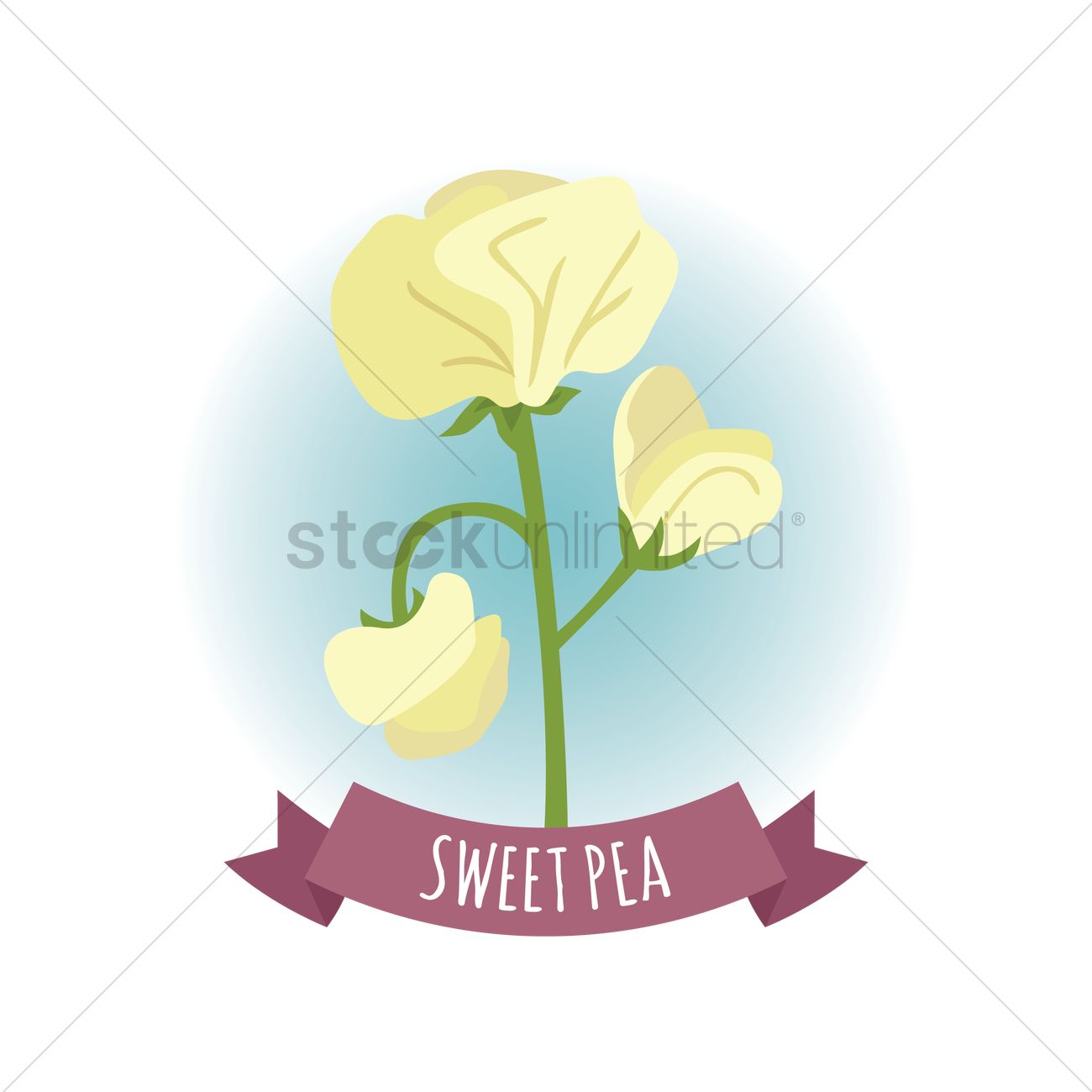 1300x1300 Sweet Pea Vector Image
