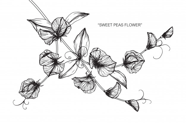 626x417 Sweet Pea Flower Drawing Illustration. Vector Premium Download