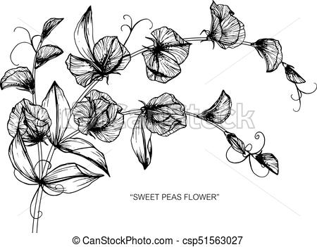 450x351 Sweet Pea Flower. Drawing And Sketch With Black And White Line Art.