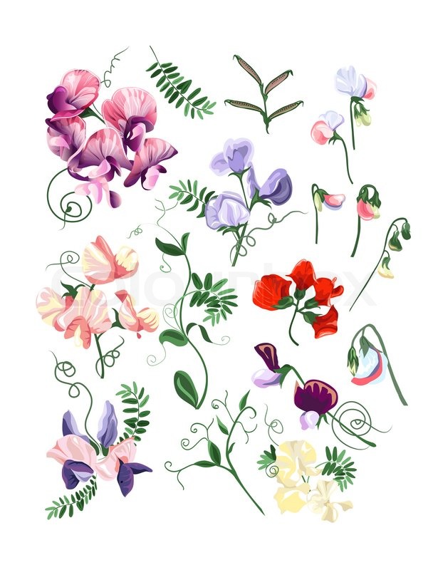 615x800 Colorful Realistic Set Of Sweet Pea Flowers And Leafs. Stock
