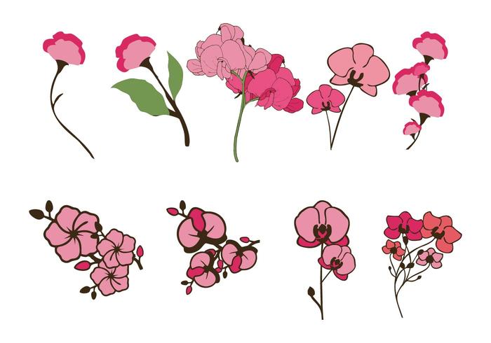 700x490 Free Sweet Pea Vector Stock Images