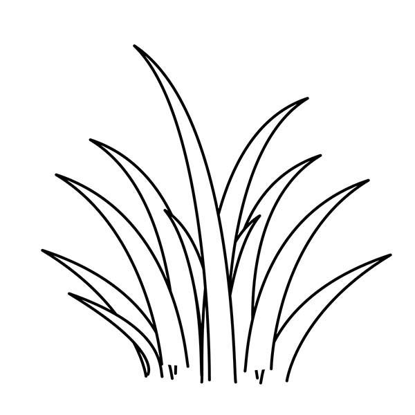 600x600 Coloring Book Grass In Field Graphic Royalty Free Library