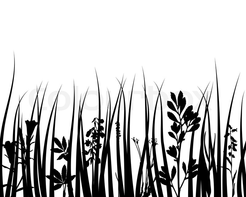 800x640 Grass Silhouettes Ornate On The White Background Stock Vector