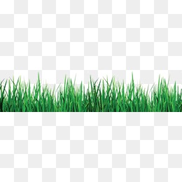 260x260 Tall Grass Png, Vectors, Psd, And Clipart For Free Download Pngtree