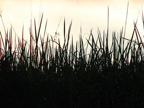 500x375 Tall Grass Silhouette Free Public Domain Image Silhouette Of A