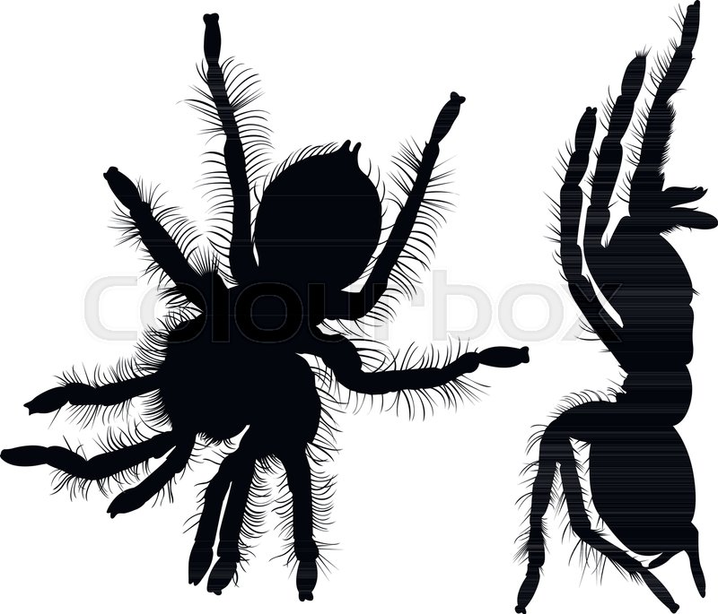 800x685 Spider Tarantula Vector Stock Vector Colourbox