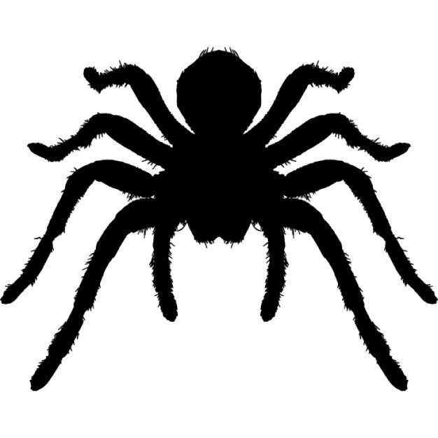 626x626 Tarantula Animal Vectors, Photos And Psd Files Free Download