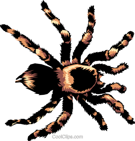 459x480 Tarantula Royalty Free Vector Clip Art Illustration Anim0368