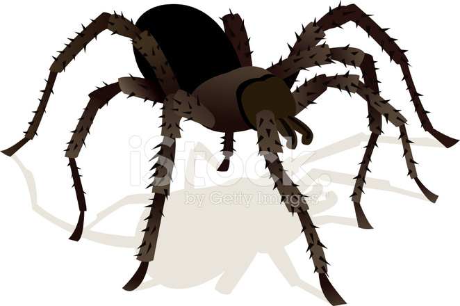 662x440 Tarantula Stock Vector