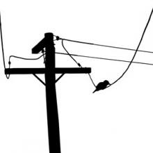 220x220 Bird On A Wire Telephone Pole Vector 2.jpg Broughton Spurtle