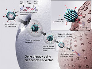 300x225 Gene Therapy