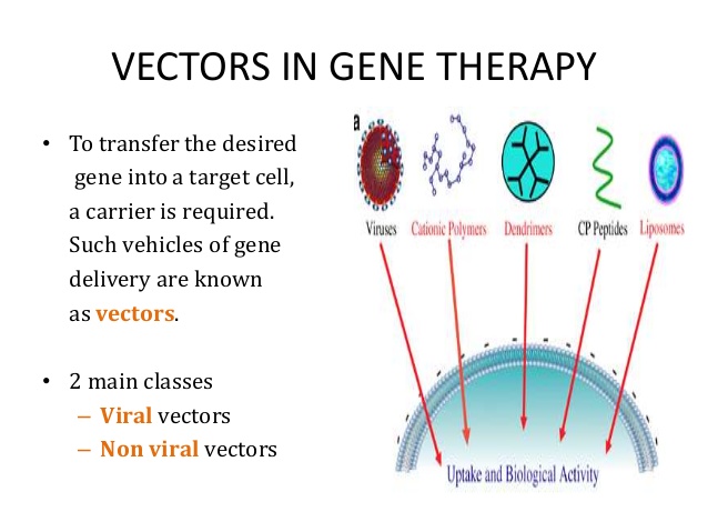 638x479 Vector Gene Therapy Diagram