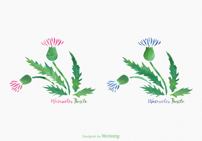 700x490 Free Thistle Watercolor Vector