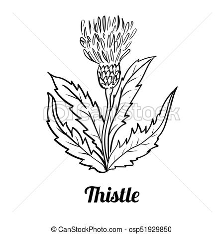 450x470 Hand Drawn Thistle Flower Vector Illustration. Hand Drawing Of