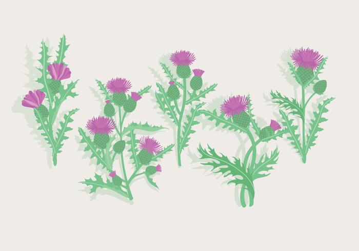 700x490 Thistle Free Vector Art