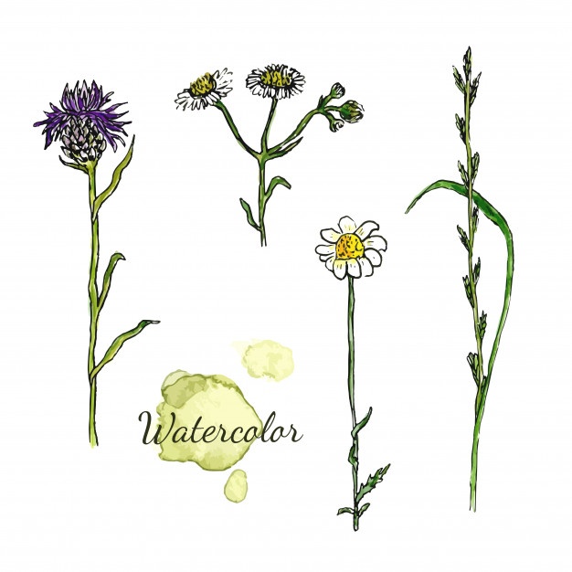 626x626 Thistle Vectors, Photos And Psd Files Free Download