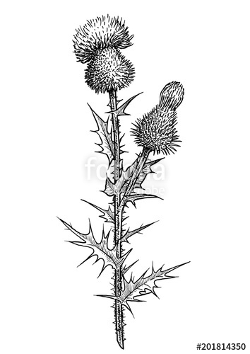 354x500 Thistle Flower Illustration, Drawing, Engraving, Ink, Line Art