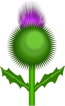 228x368 Vector Thistle Free Vector Download (6 Free Vector) For Commercial