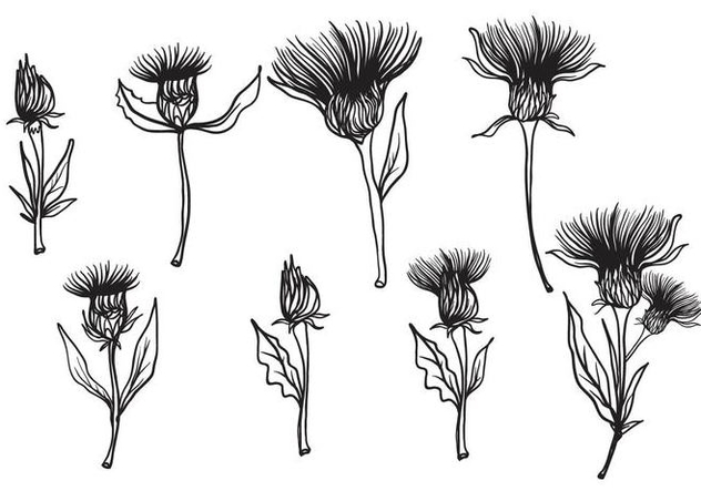 632x443 Free Hand Drawn Thistle Vector Free Vector Download 406709 Cannypic