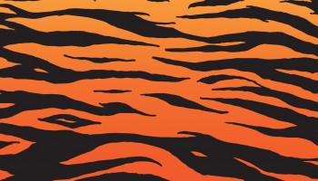 Tiger Camo Vector at GetDrawings | Free download