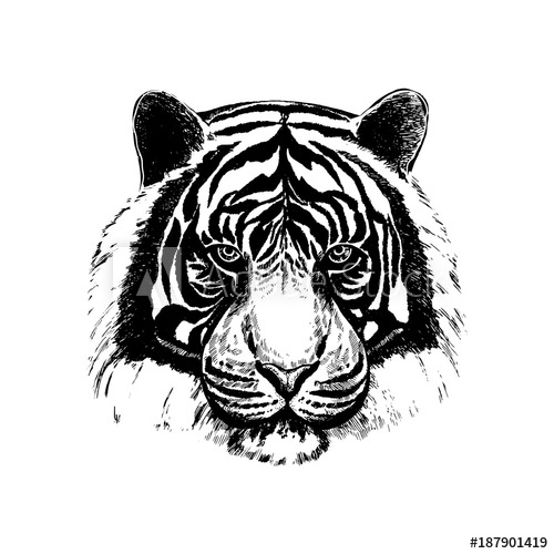 Tiger Face Vector at GetDrawings | Free download