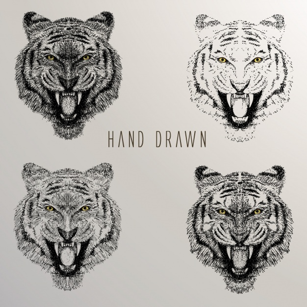 626x626 Tiger Head Vectors, Photos And Psd Files Free Download