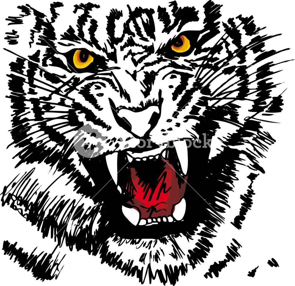 1000x968 Sketch Of White Tiger. Vector Illustration Royalty Free Stock