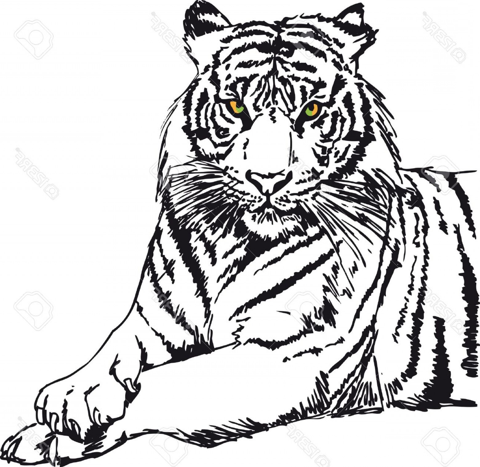 1560x1515 Photosketch Of White Tiger Vector Illustration Sohadacouri