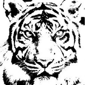 300x300 Tiger