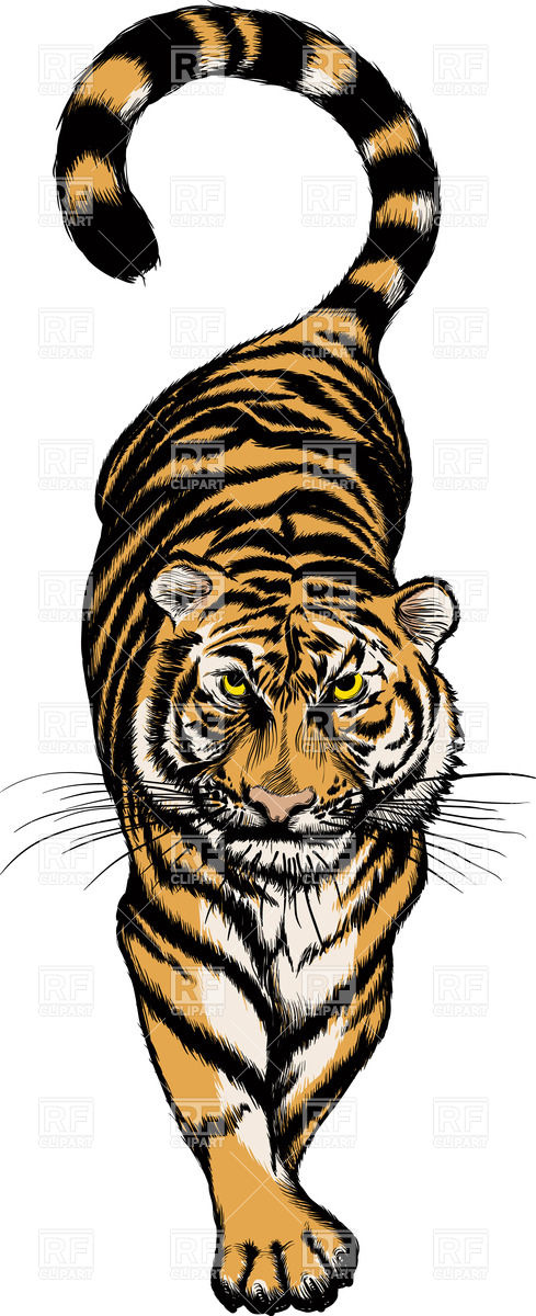 Tiger Vector Free at GetDrawings | Free download