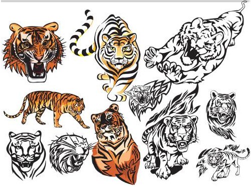 503x374 Fierce Tigers Vector Graphic Ai Format Free Vector Download
