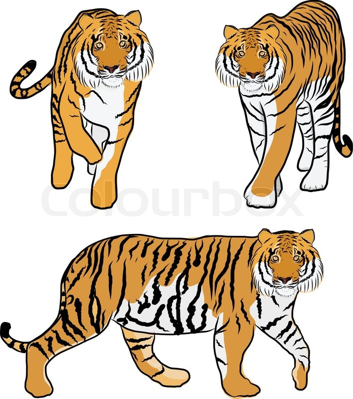 708x800 Hand Drawn Tiger Vector Stock Vector Colourbox