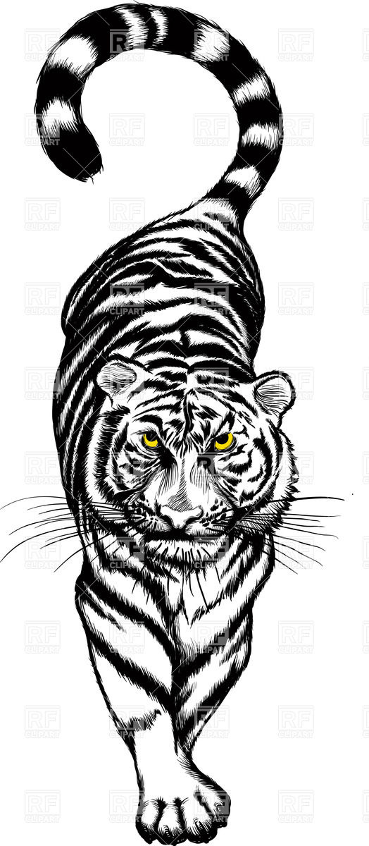 524x1200 Slinking Tiger Vector Image Vector Artwork Of Plants And Animals