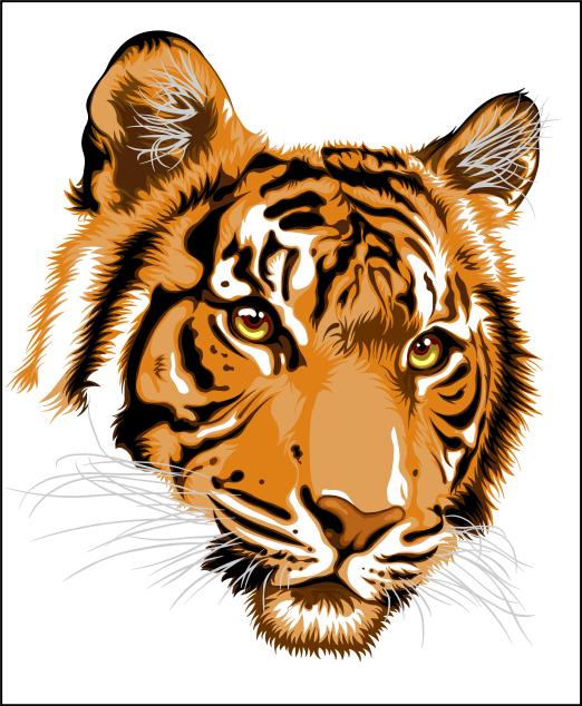 522x634 Tiger Vector By Onebetweenus