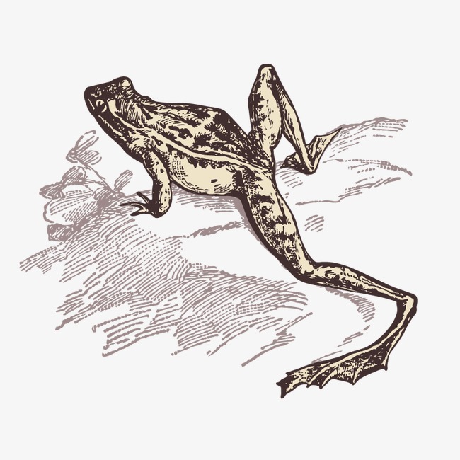 650x650 Toad, Hand Painted, Vector, Animal Png And Vector For Free Download