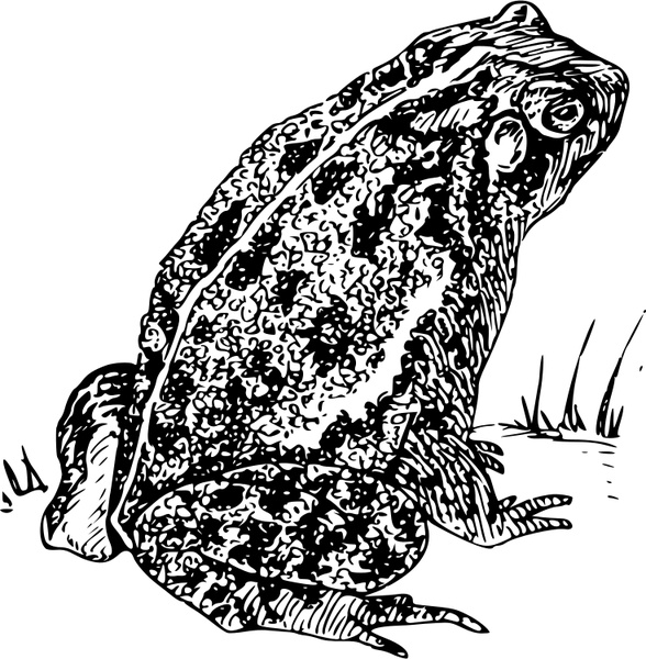 588x600 Toad 1 Free Vector In Open Office Drawing Svg ( .svg ) Vector