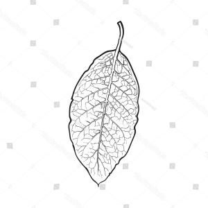 300x300 Set Of Leaf Vector Illustration Sohadacouri