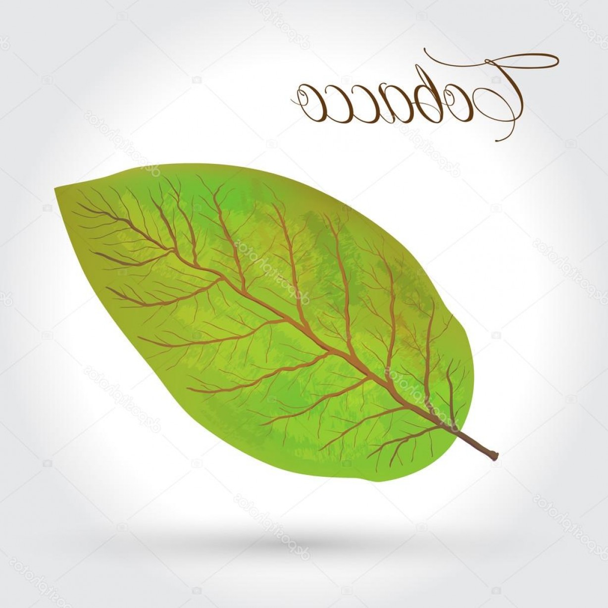 1228x1228 Stock Illustration Tobacco Leaves Vector Illustration Arenawp