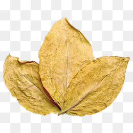 260x260 Tobacco Leaf Png, Vectors, Psd, And Clipart For Free Download