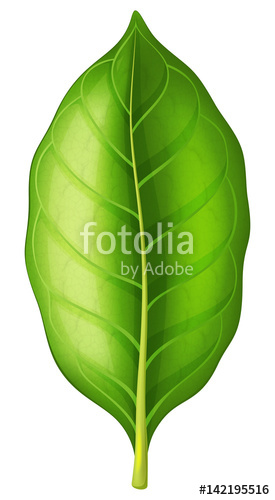 275x500 Tobacco Leaf. Vector Illustration. Stock Image And Royalty Free