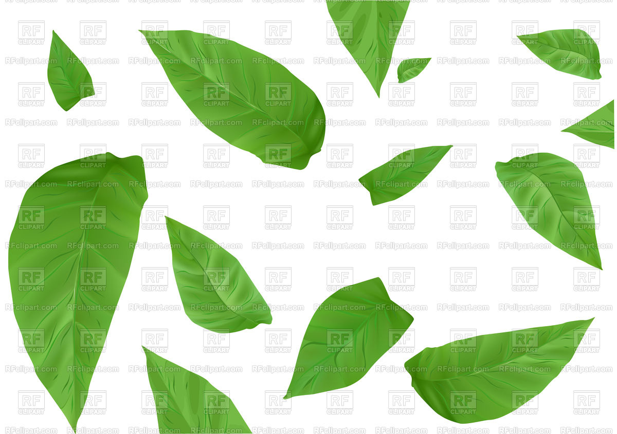 1200x845 Tobacco Leaves Isolated On A White Background Vector Image