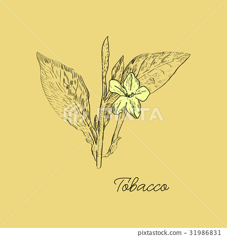 450x468 Vector Drawn Tobacco Leaves With Flowers