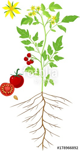 265x500 Morphology Of Flowering Tomato Plant Stock Image And Royalty Free