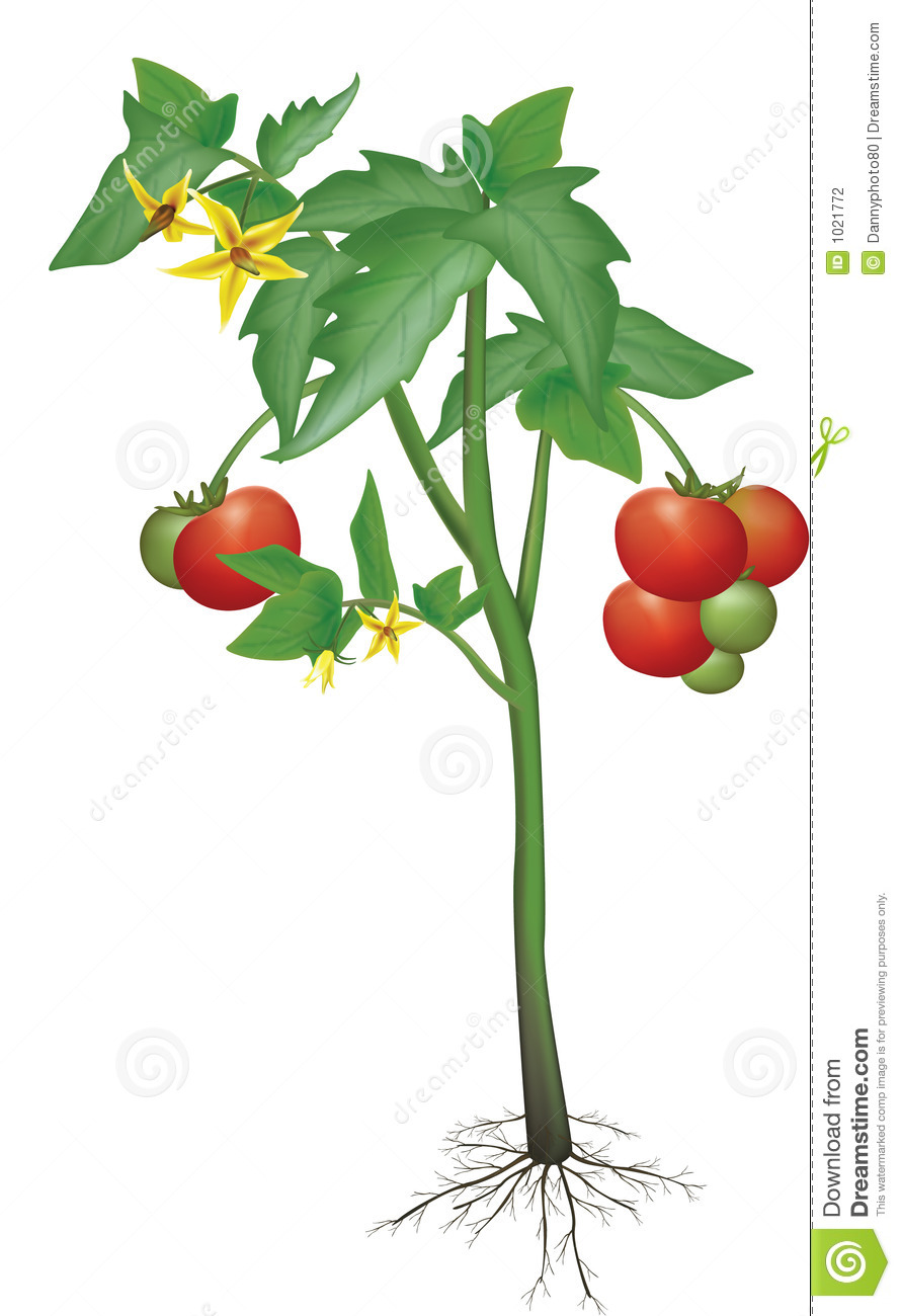 890x1300 Tomato Clipart Vector