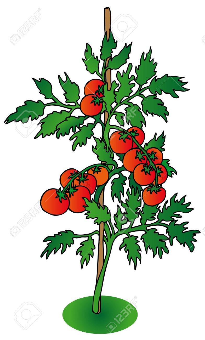 784x1300 Collection Of Tomato Tree Clipart High Quality, Free