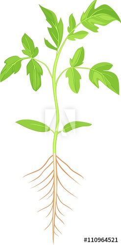 247x500 Tomato Plant