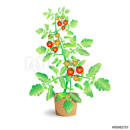 500x500 Tomato Plant. Vector Illustration.