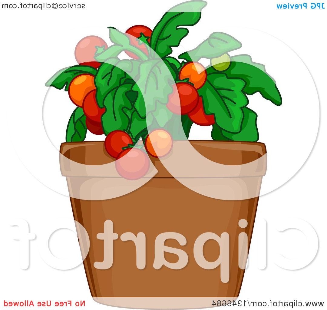 1080x1024 Unique Clipart Of Tomato Plant In Pot Royalty Free Vector